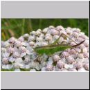 Conocephalus dorsalis - Kurzflueglige Schwertschrecke w01.jpg